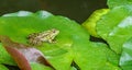 Green Frog Rana ridibunda pelophylax ridibundus sits on the water lily leaf in garden pond. Water lily leaves covered with raind Royalty Free Stock Photo