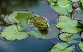 Green Frog Rana ridibunda pelophylax ridibundus sits on the water lily leaf in garden pond. Royalty Free Stock Photo