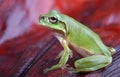 Green frog on red background Royalty Free Stock Photo