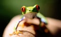 Green frog red eyes Royalty Free Stock Photo