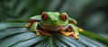 Green Frog With Red Eyes on Leaf Royalty Free Stock Photo