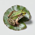 Green frog resting on lily pad Royalty Free Stock Photo