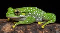 Green frog resting on log Royalty Free Stock Photo