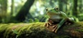 Green frog resting on mossy log in lush forest environment with soft natural lighting Royalty Free Stock Photo