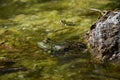 Green frog resting in shallow algae-covered water Royalty Free Stock Photo