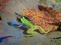 Green frog and autumn leaf in water Royalty Free Stock Photo