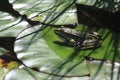 green frog on the water lilly leaf Royalty Free Stock Photo