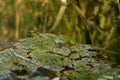 Green Frog Rests on Algae-Covered Surface in Tranquil Pond Setting Royalty Free Stock Photo