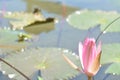 a green frog riding on a lotus leaf in a pond Royalty Free Stock Photo