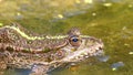 Green Frog in the River Blinks an Eye. Close-Up. Portrait Face of Toad in Water Plants