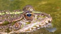 Green frog in the river blinks an eye. close-up. Portrait face of toad in water plants