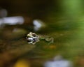 Green Frog in River with Forest Reflections Royalty Free Stock Photo