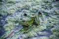 Green frog and river plants background Royalty Free Stock Photo