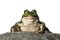 Green frog on a rock Royalty Free Stock Photo