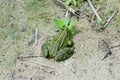 Green frog on sandy ground near vegetation Royalty Free Stock Photo