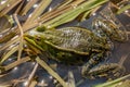 Green frog in shallow water and reeds Royalty Free Stock Photo