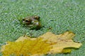 Autumn landscape. Green frog in algae and colored leaf Royalty Free Stock Photo