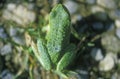 Green frog shot from above, OR Royalty Free Stock Photo