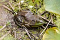 Green frog on the side of a pond at Ernest L. Oros Wildlife Preserve in Avenel, New Jersy, USA