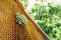 The green frog sits on the empty wax hives