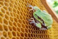 The green frog sits on the empty wax hives