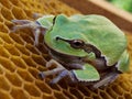 The green frog sits on the empty wax hives