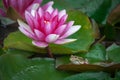 Green frog sits on green leaf near lily blossom in pond Royalty Free Stock Photo