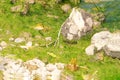 Green frog sits on a stone in the middle of a river on a clear day Royalty Free Stock Photo