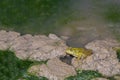 Green frog sits on a stone in the middle of a river on a clear day Royalty Free Stock Photo