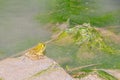 Green frog sits on a stone in the middle of a river on a clear day Royalty Free Stock Photo