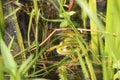 A green frog sits in the water among the grass. Common view of the common frog