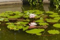 A green frog sits on a water lily leaf in the lake. Nearby are pink water lilies. Royalty Free Stock Photo