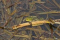Green frog sits in the water of a pond among brown algae Royalty Free Stock Photo