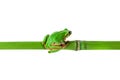 Green frog sitting on bamboo stick. Tree frog on bamboo isolated on white with clipping path. Royalty Free Stock Photo