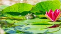 A green frog sitting in a garden pond