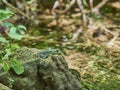 Green frog sitting on the ground in forest Royalty Free Stock Photo