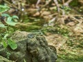 Green frog sitting on the ground in forest Royalty Free Stock Photo