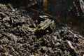 Green frog sitting on ground of riverbank, dark background Royalty Free Stock Photo