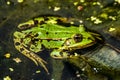 Green frog sitting on a leaf in the pond Royalty Free Stock Photo