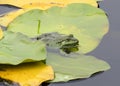 Green frog sitting on lily leaves in the pond Royalty Free Stock Photo