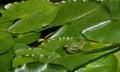 A green frog is sitting on a lily pad in the middle of other green leaves on the pond Royalty Free Stock Photo