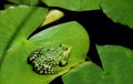 A green frog is sitting on a lily pad in the middle of other green leaves on the pond Royalty Free Stock Photo