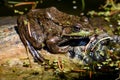 Green Frog Sitting on Log at Paradise Springs Royalty Free Stock Photo