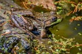 Green Frog Sitting on Log at Paradise Springs Royalty Free Stock Photo