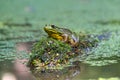 Green frog sitting on a log in a pond Royalty Free Stock Photo