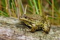 The green frog sitting on the log Royalty Free Stock Photo