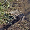 A green frog sitting in a pond close up. Royalty Free Stock Photo