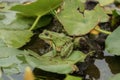 A green frog sitting in the pond full of water lilies Royalty Free Stock Photo