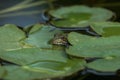 A green frog sitting in the pond full of water lilies Royalty Free Stock Photo
