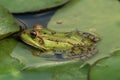 A green frog sitting in the pond full of water lilies Royalty Free Stock Photo